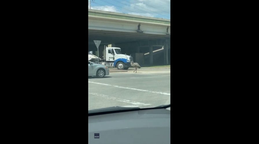 Loose emu seen running through busy streets