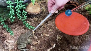 Zoo animals prepare to be traveling ambassadors