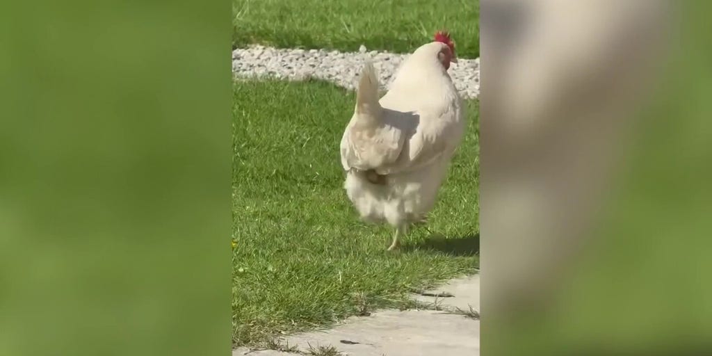 Chicken lays egg while strolling through garden in rare moment caught on camera