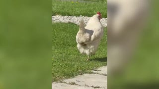 Chicken lays egg while strolling through garden in rare moment caught on camera - Fox News