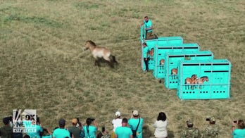 Endangered horses run in the wind after being released into Kazakhstan