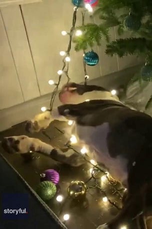 Dog WRECKS tree: SEE IT