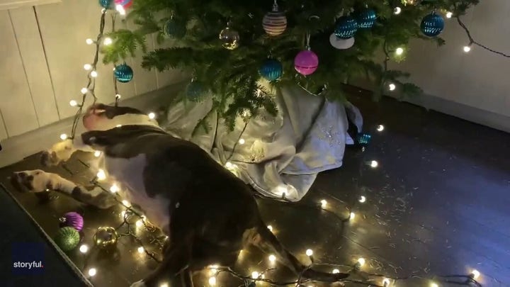Dog experiences 'pure joy' while wrecking his owner's Christmas tree