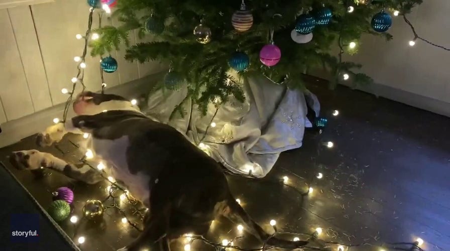 Dog experiences 'pure joy' while wrecking his owner's Christmas tree