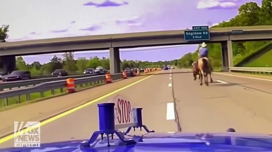 Horse seen chasing cow down highway after escaping pasture
