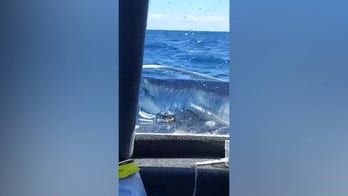 Shark stuns passengers as it jumps out of the water and lands on their boat