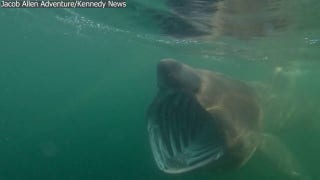 Shark with massive jaws circles nervous paddlebaorder in ‘eerie’ footage - Fox News