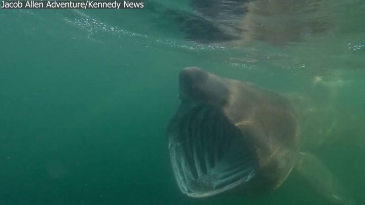 Shark with massive jaws circles nervous paddleboarder in ‘eerie’ footage