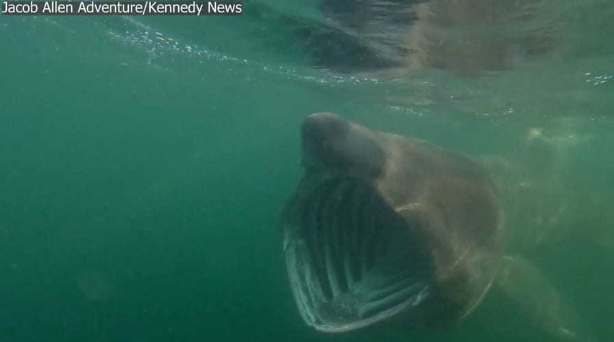 Shark with massive jaws circles nervous paddlebaorder in ‘eerie’ footage