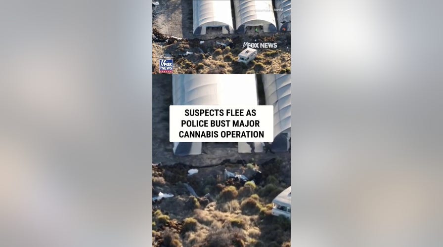 SEE IT: Suspects flee as police bust MAJOR cannabis operation