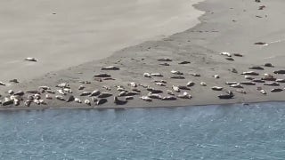 Seals soak up the California sun: See the video - Fox News