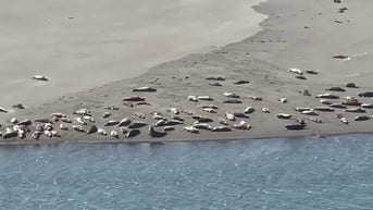 SEE IT: Seals soak up SUN