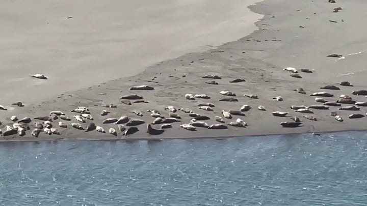 Seals soak up the California sun: See the video