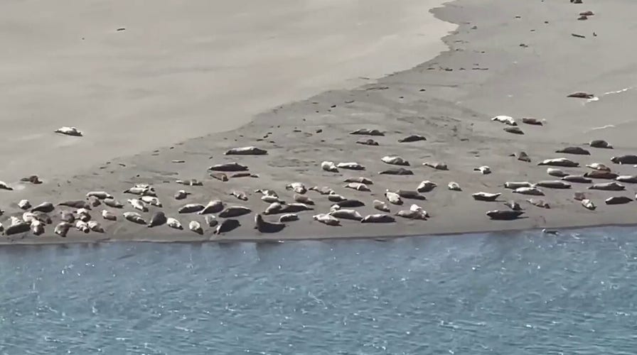 Seals soak up the California sun: See the video
