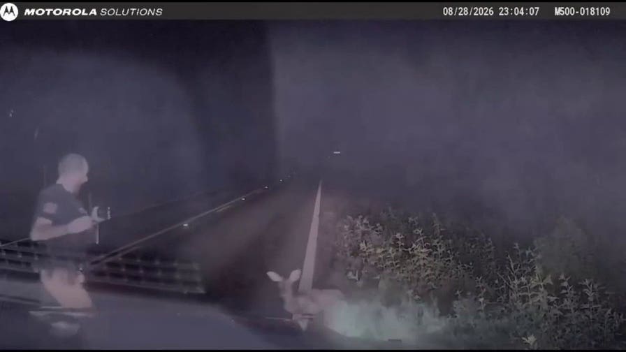 Texas deputy gets fright after 'dead' deer suddenly springs up
