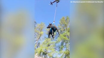 Injured cow airlifted to safety: See the wild video