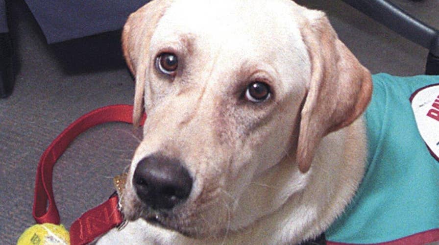 People reportedly faking disabilities to fly with pets