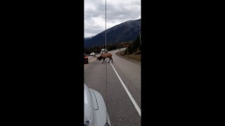 Bull elk attacks stopped car near Jasper National Park in Canada - Fox News