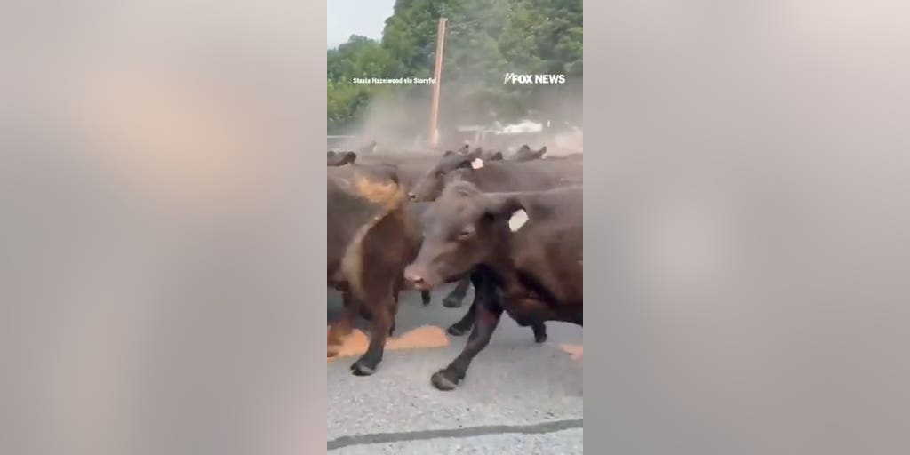 Ranchers RUSH more than 150 cattle through town as wildfire closes in