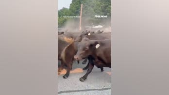 Ranchers RUSH more than 150 cattle through town as wildfire closes in