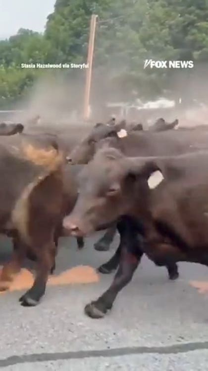 Ranchers RUSH more than 150 cattle through town as wildfire closes in