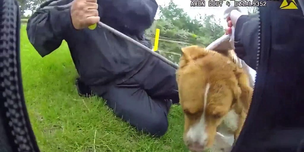 Police rescue dog trapped in golf course pond and reunite her with family