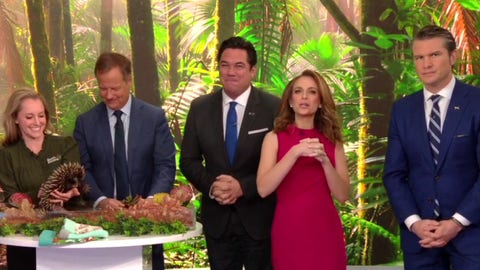 Busch Gardens animals visit ‘Fox & Friends!’