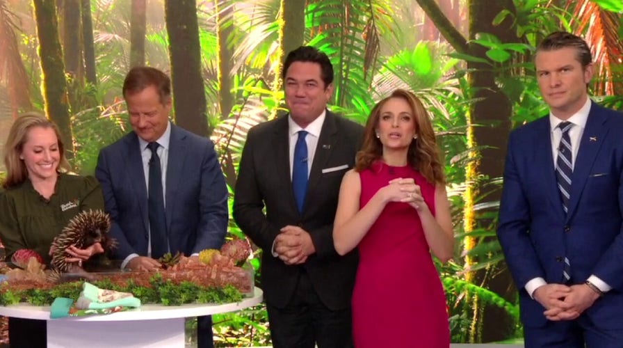 Busch Gardens animals visit ‘Fox & Friends!’