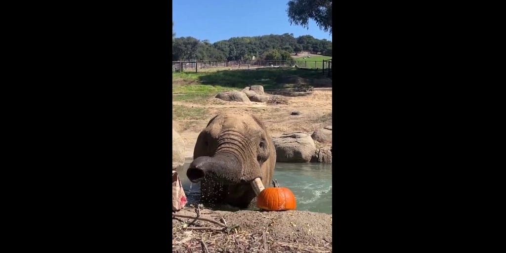 Elephant devours pumpkin in one big bite at Oakland Zoo