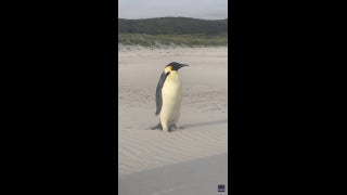 Emperor penguin travels over 2,000 miles from home in Antarctica - Fox News