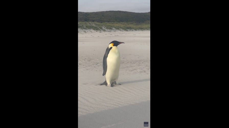 Emperor penguin travels over 2,000 miles from home in Antarctica