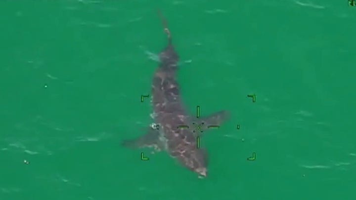10-foot great white shark spotted off coast of Massachusetts