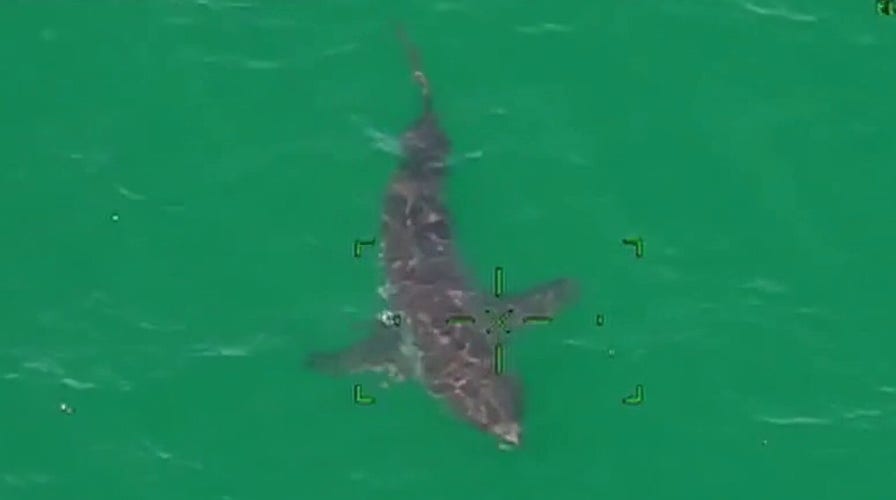 10-foot great white shark spotted off coast of Massachusetts