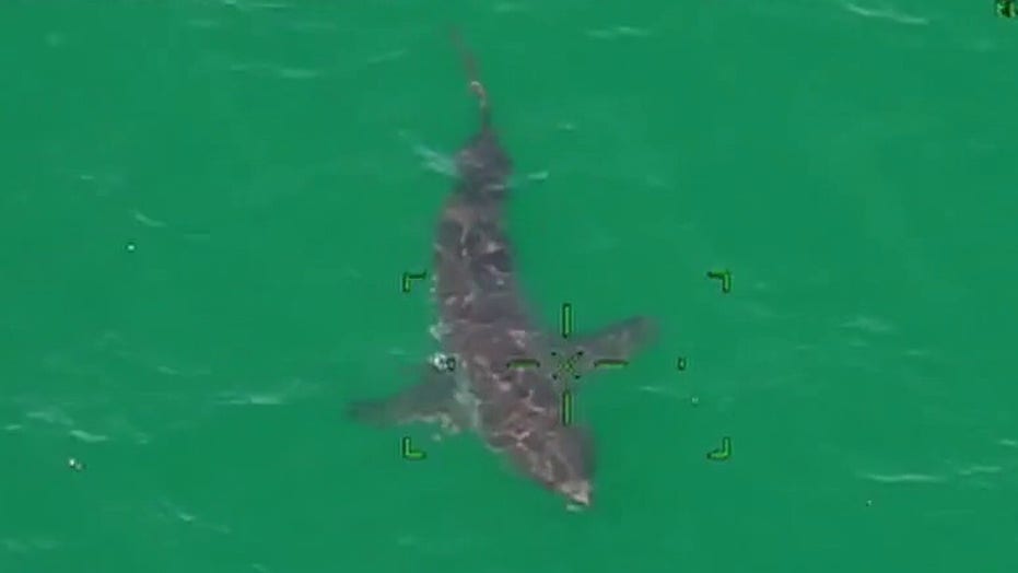 Great white sharks spotted by Massachusetts police swimming off Cape