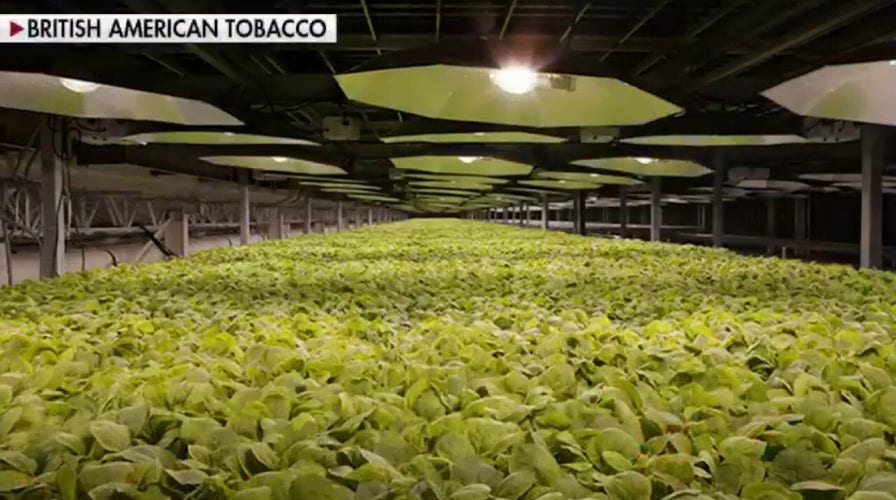 Tobacco giant claims plant-based COVID-19 vaccine is close to clinical testing