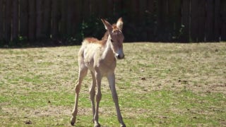 Rare onager foal born at zoo after year-long pregnancy - Fox News