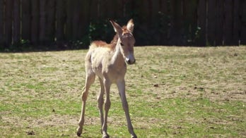 Rare onager foal born at zoo after year-long pregnancy