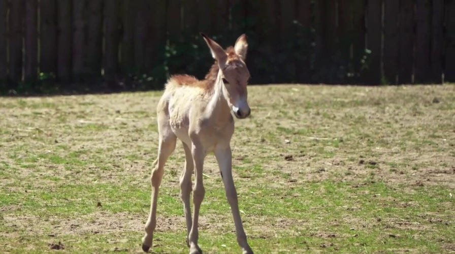 Rare onager foal born at zoo after year-long pregnancy