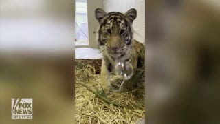 Tiger cub at the Oakland Zoo mesmerized by bubbles - Fox News