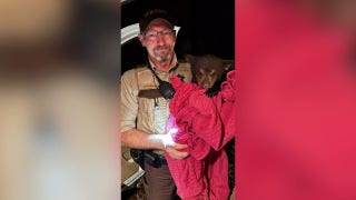 Minnesota deputy and good Samaritan rescue black bear cub from highway - Fox News
