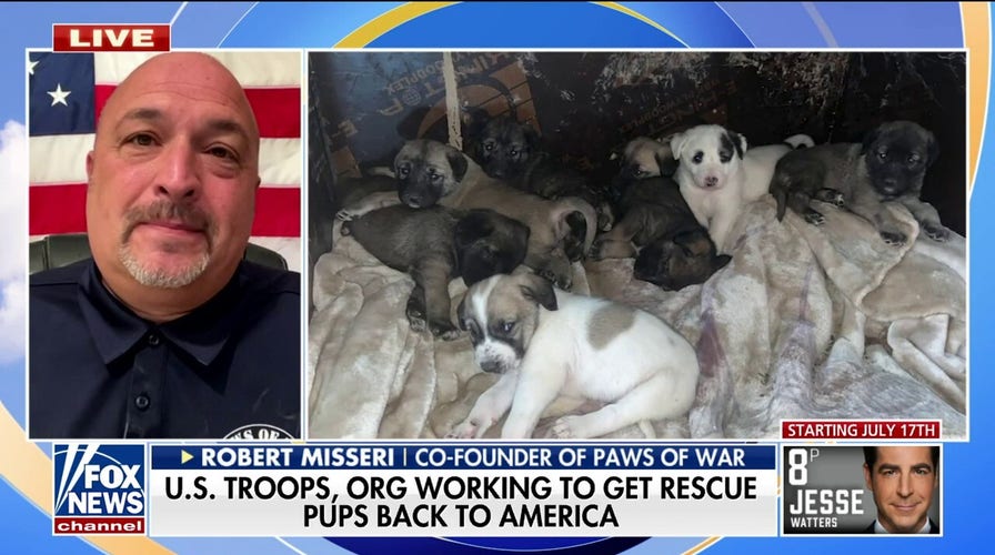 Deployed US soldiers, Paws of War team up to bring rescued dog, puppies back to US