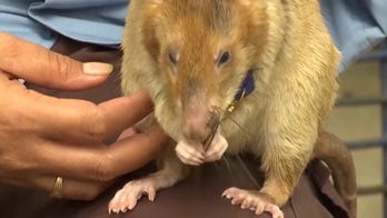 Landmine-sniffing rat honored with massive statue