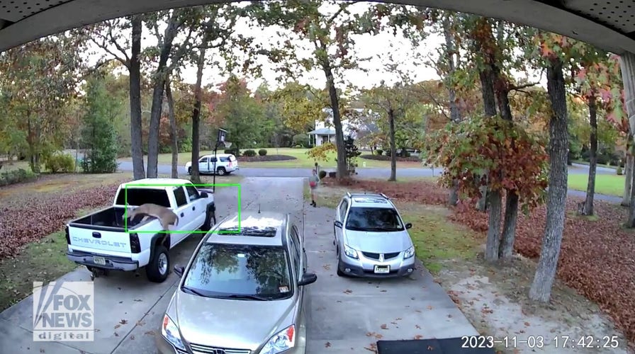 Deer makes incredible leap across driveway into bed of truck that's about to be sold