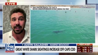 Great white shark sightings increase off Cape Cod - Fox News