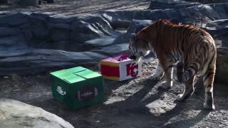 Super Bowl victor  predicted by tiger astatine  Iowa zoo - Fox News