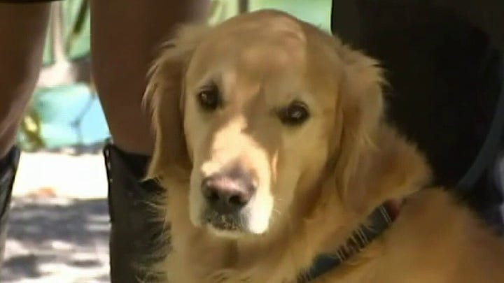 USPS reports 5,803 mail carriers attacked by dogs in 2019