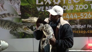 Family of alligators found in Detroit home during eviction - Fox News