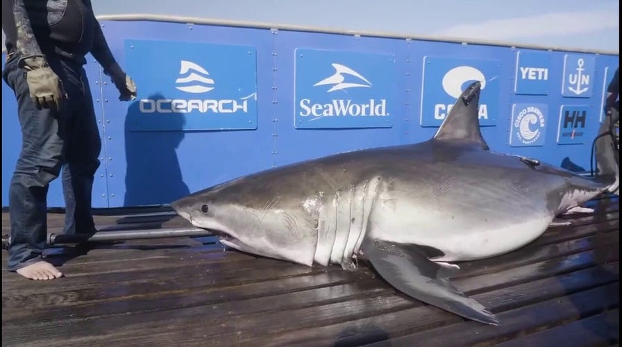 North Carolina's Outer Banks greeted by 13foot great white shark named