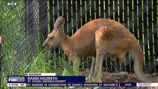 Kangaroo hops down buzzing Florida street after wild escape
