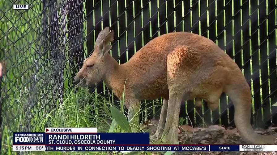 Kangaroo hops down buzzing Florida street after wild escape